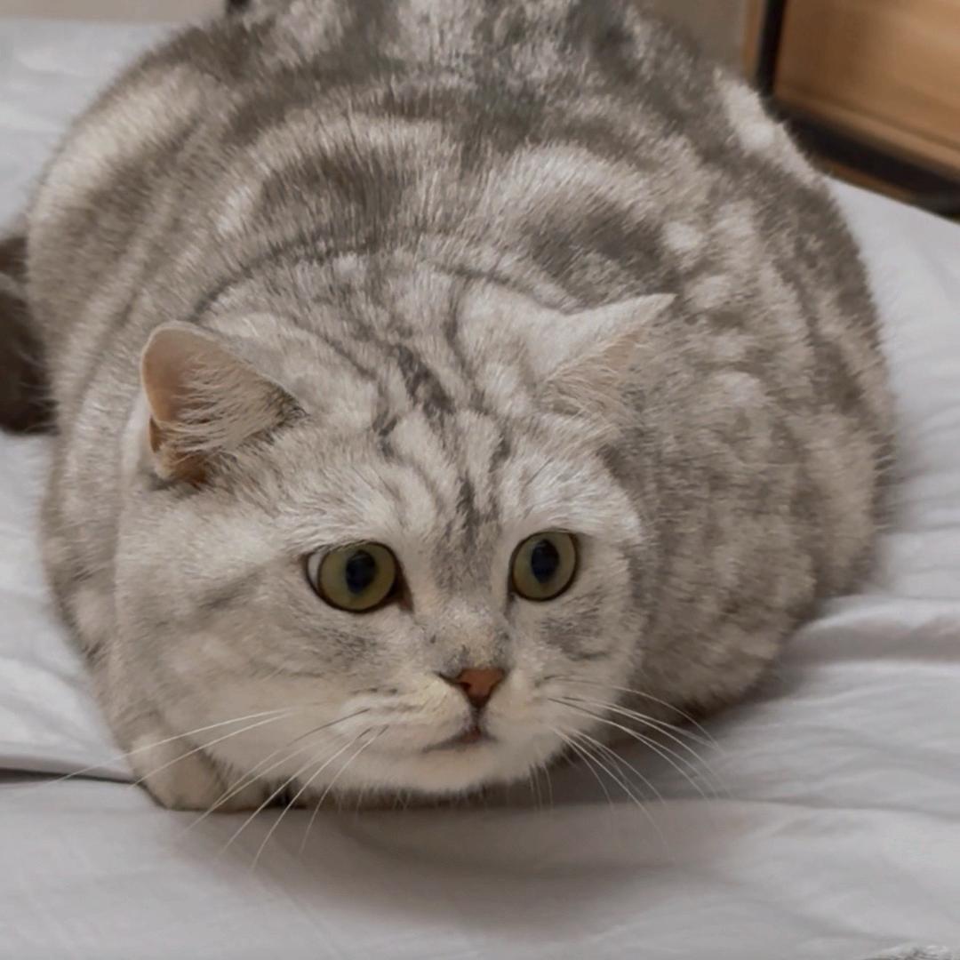 五胖胖酱🐱