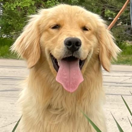 青冈县寒地黑土糯玉米合作社