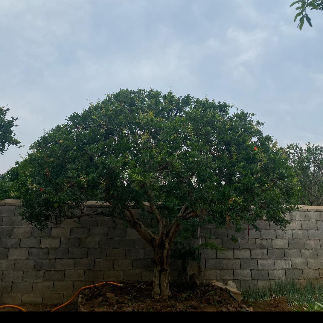 精品石榴树栽培技术