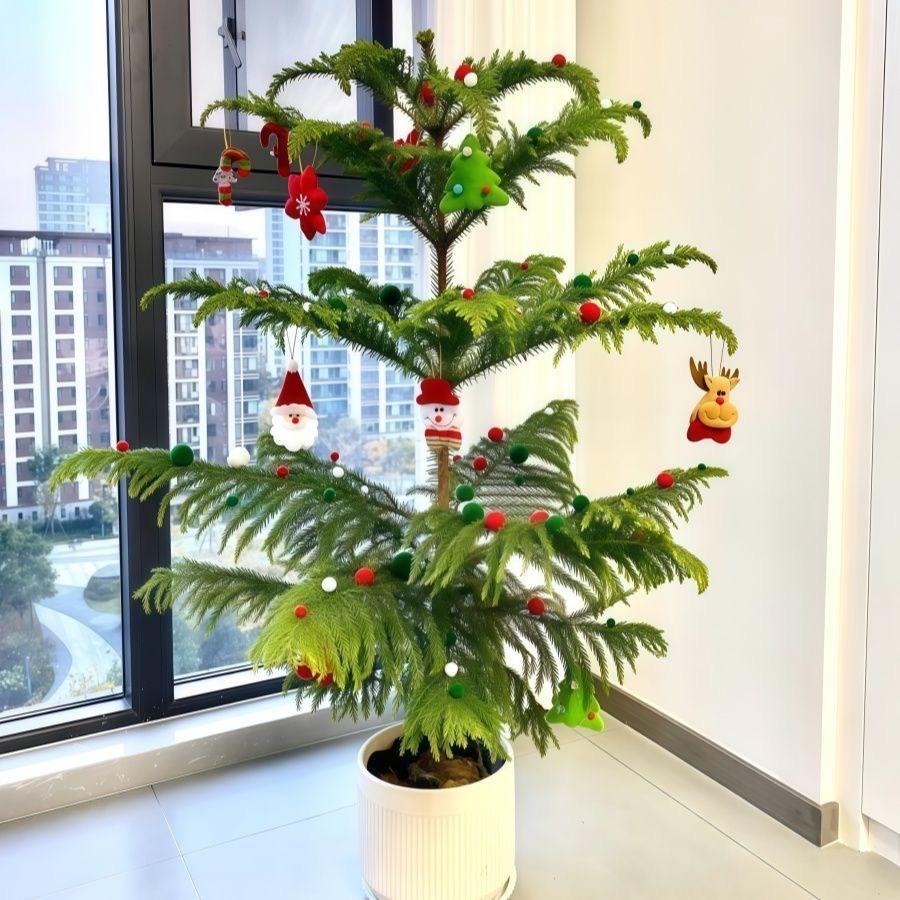 小Cc绿植园艺