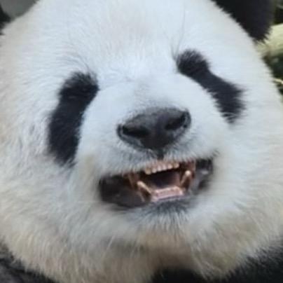 米米panda