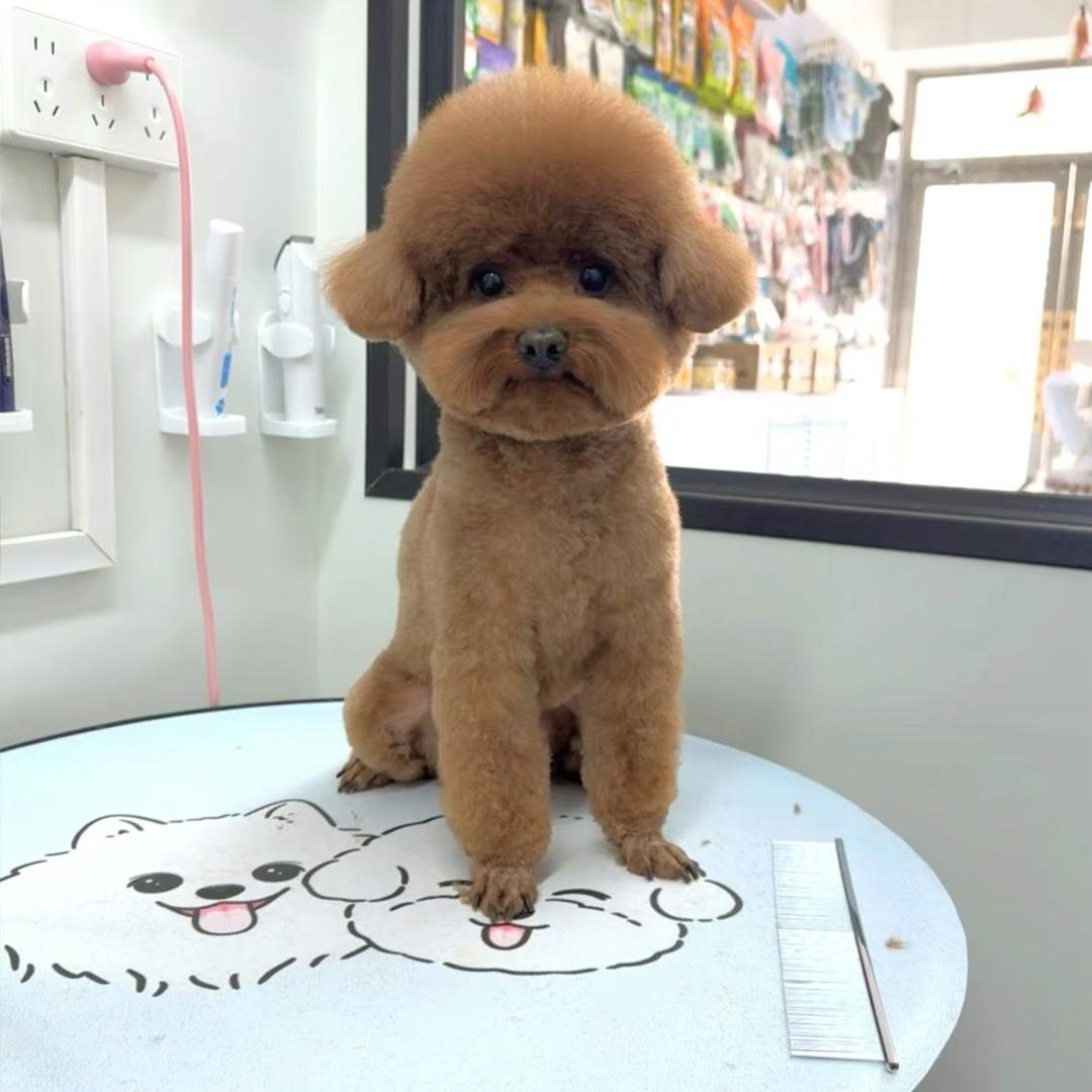 顾昕桐🎙️（暂退）