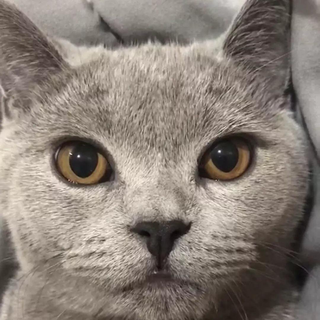 𝗪-
