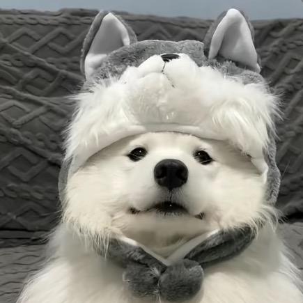 龙