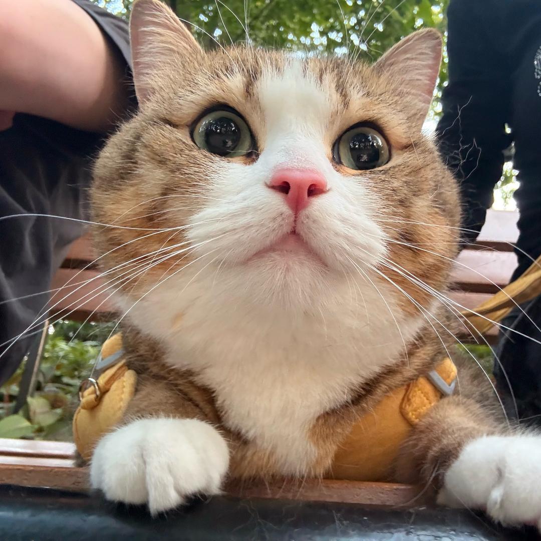虎子话不多🐯