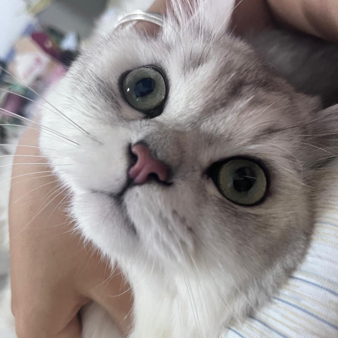 狂舔蟑螂腿毛