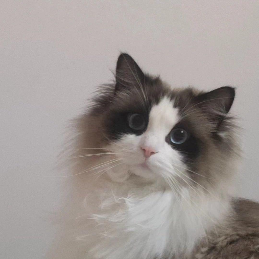 小七的猫 ‘