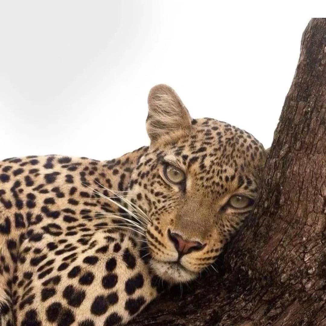 鸽的眼泪你别猜