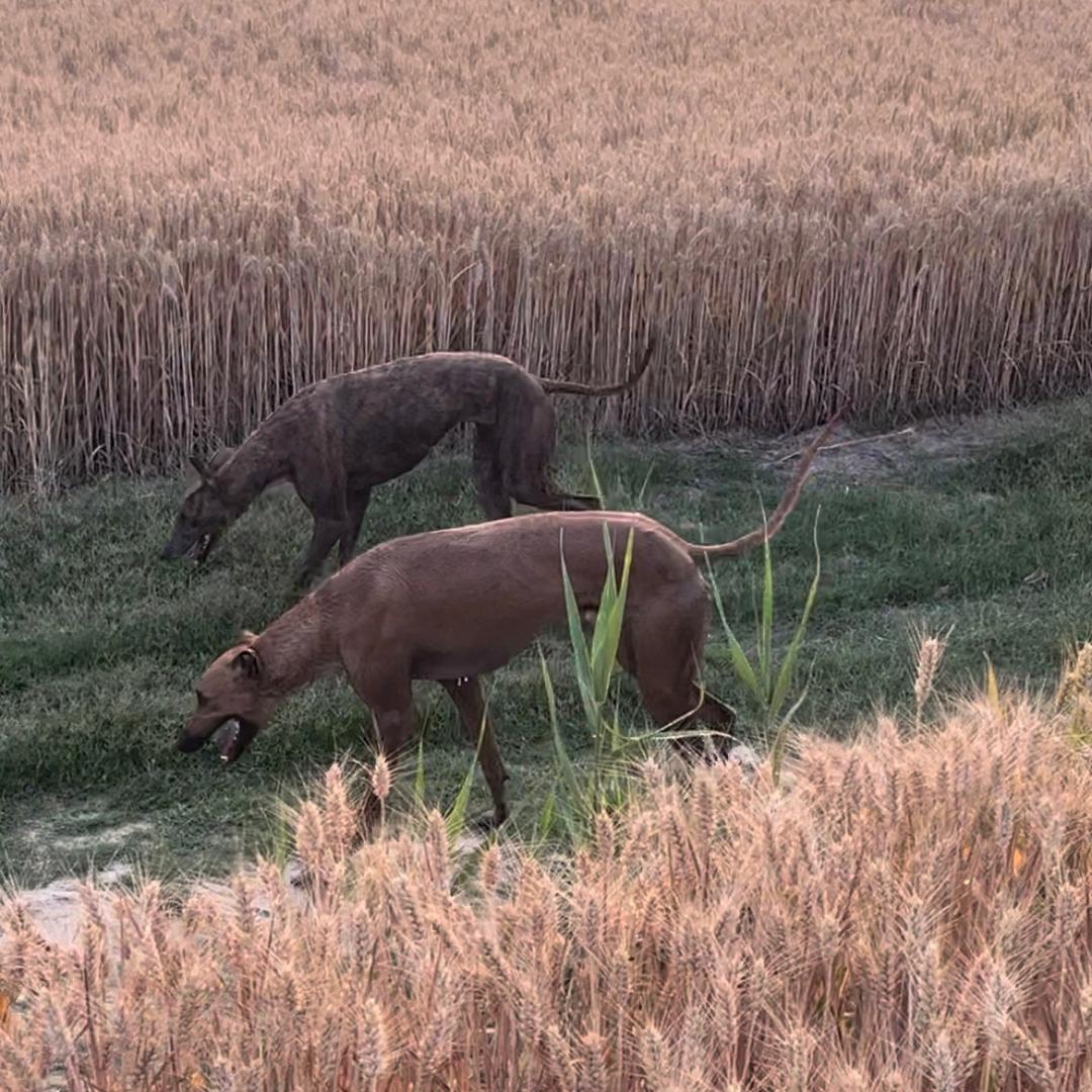 @苏北小玩家🐇