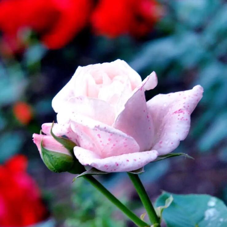 LᎭₑ恰꯭好心动᭄゛ঞ