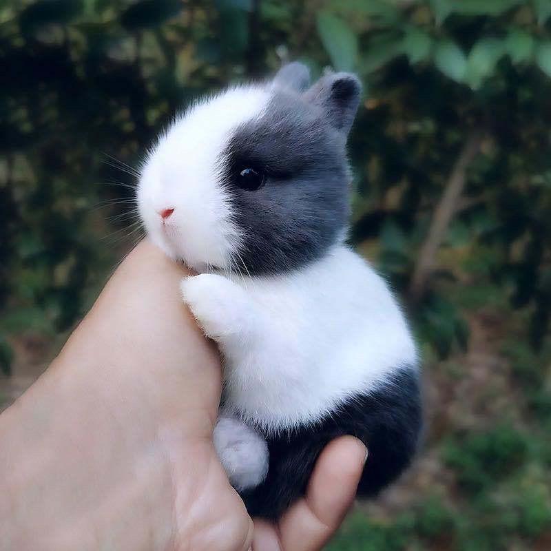 奕笙甄选宠物