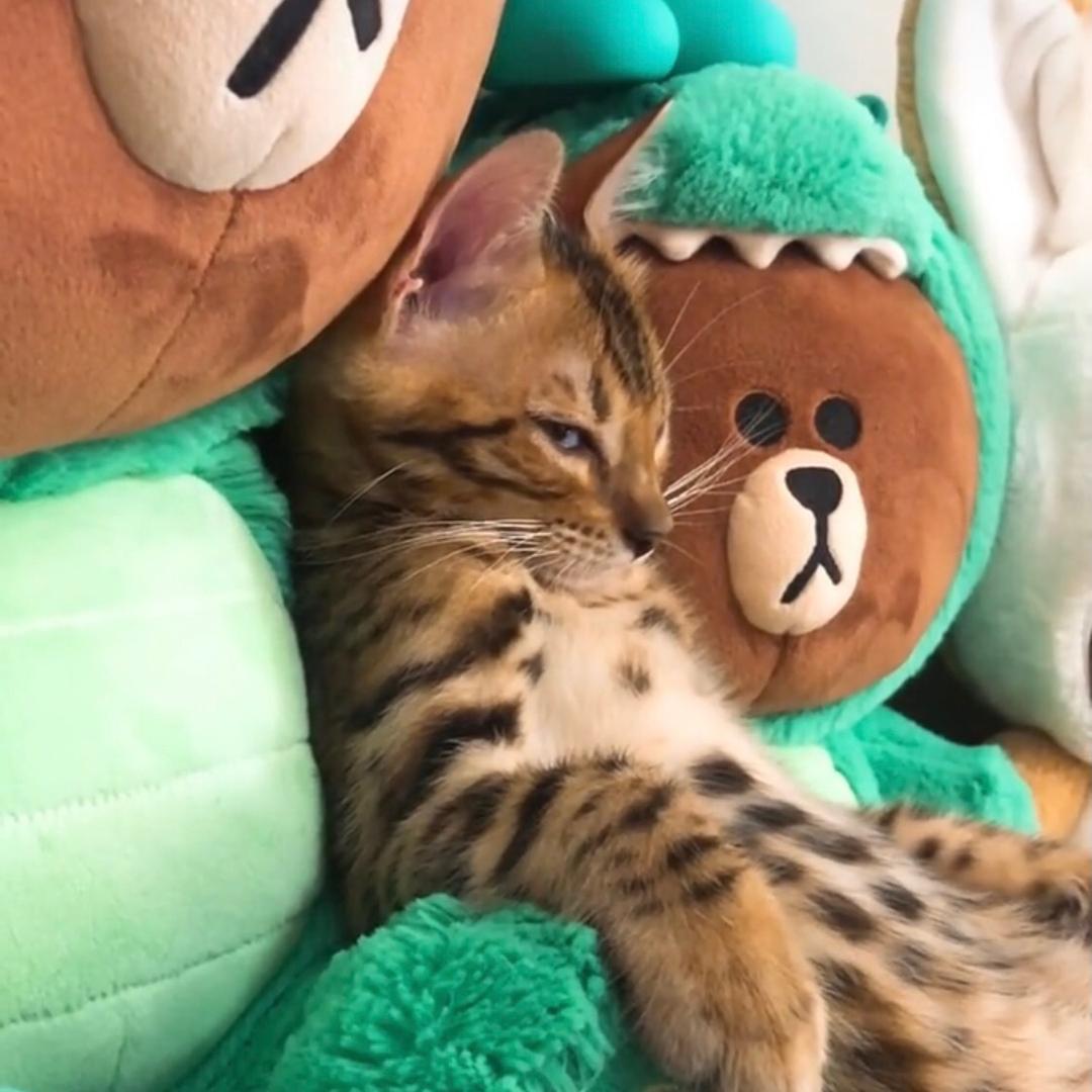 🌈天才机器猫🌈