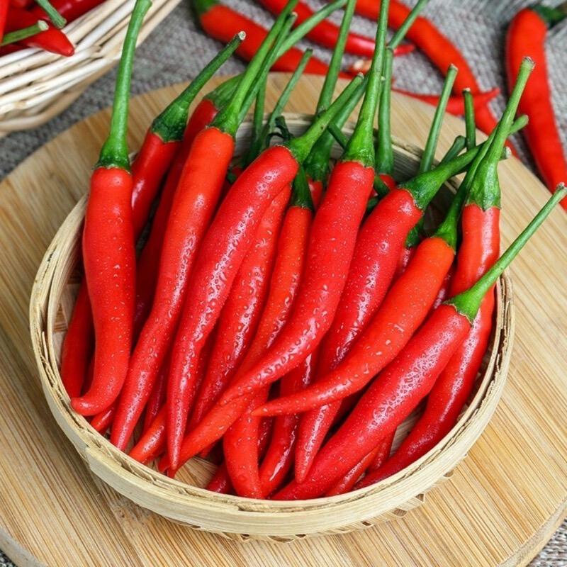 朝天椒🌶️