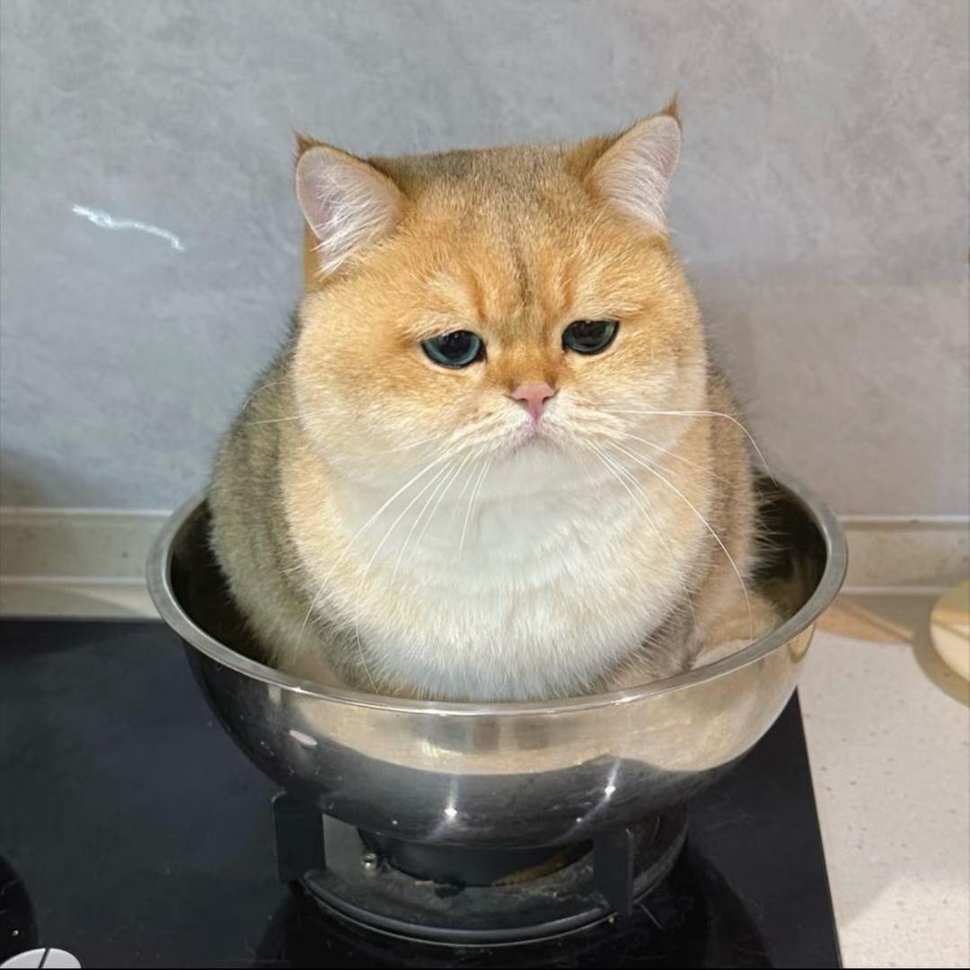 优格寒天