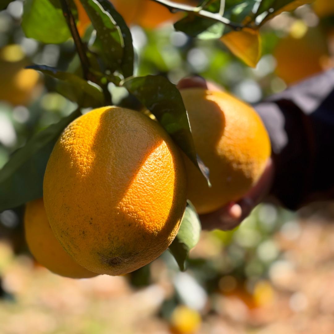 琴妹妹-产地严选