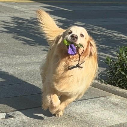 绵羊咩咩