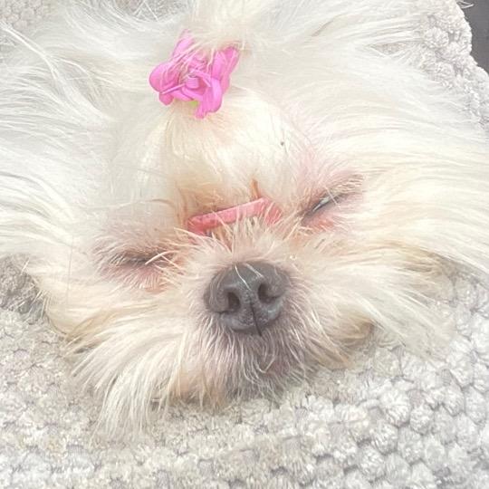 叫狗蛋的奶油狗