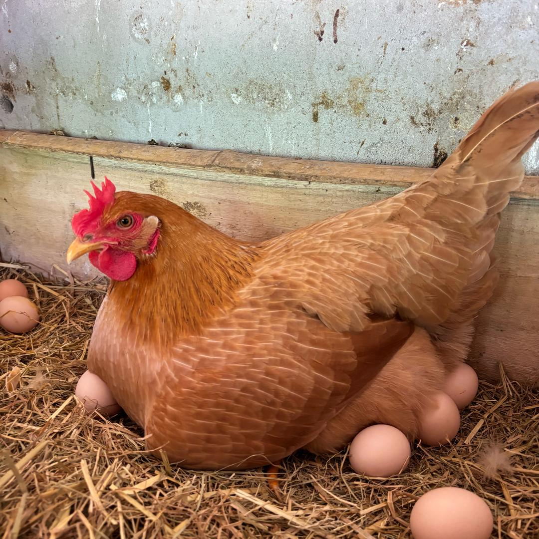 老王的养殖生活