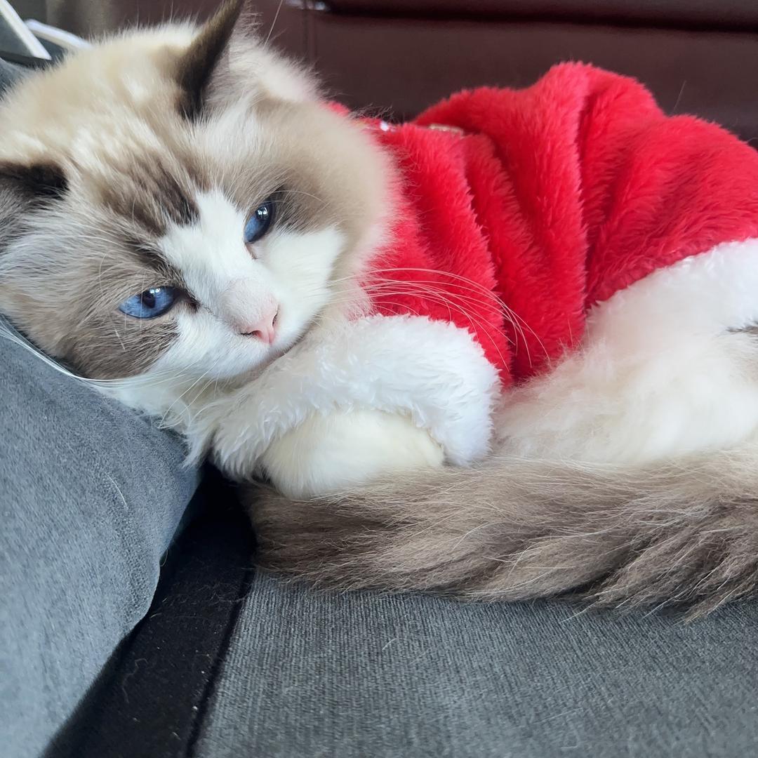 优蓝萌宠（随心配版）