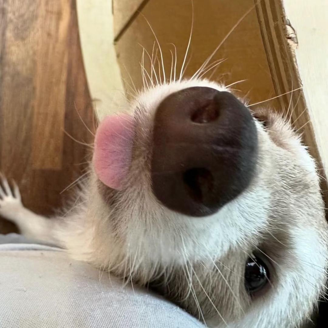 能不能不要吃了