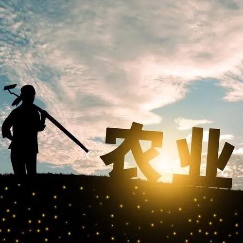 山东钰鑫仔猪