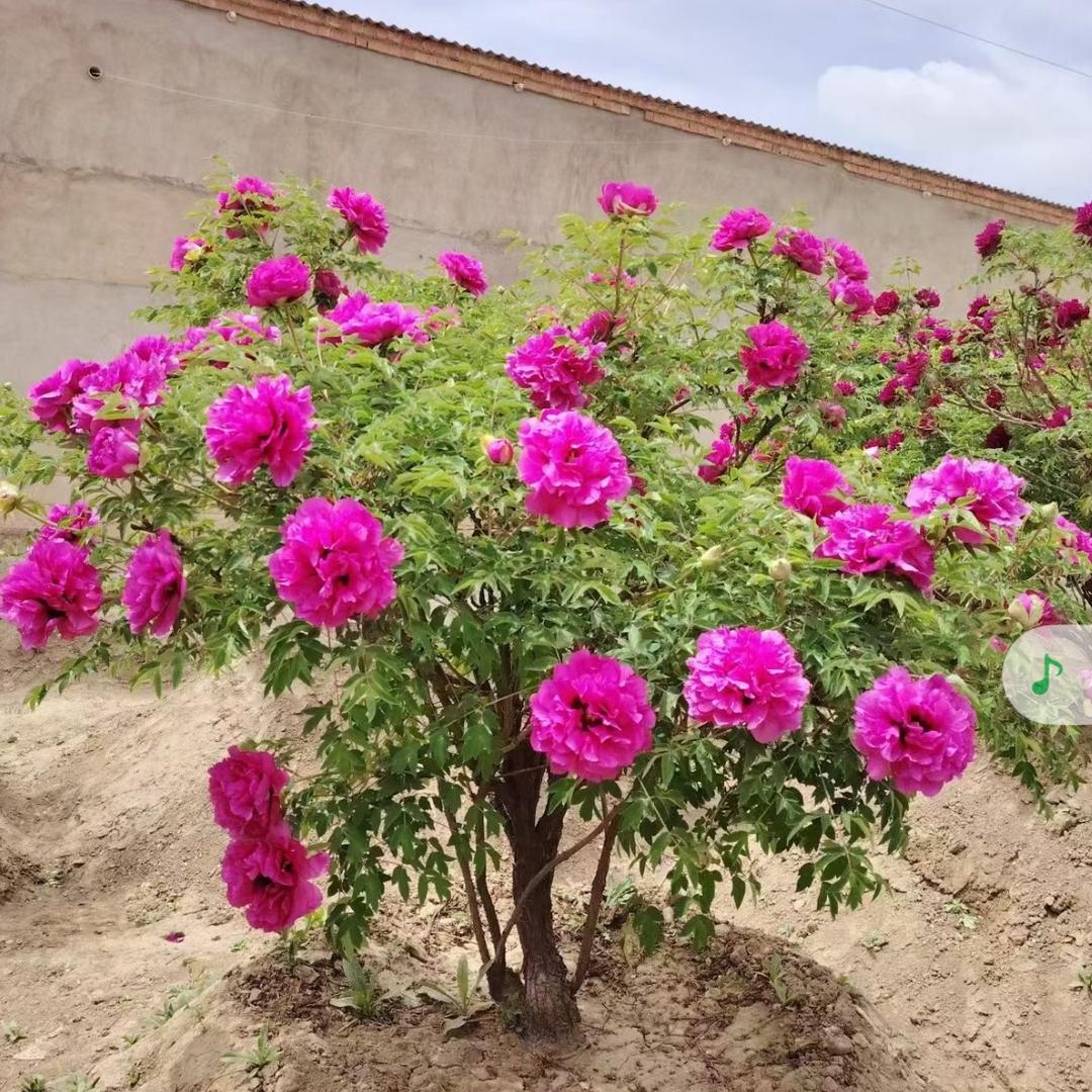 原生态紫色系牡丹园