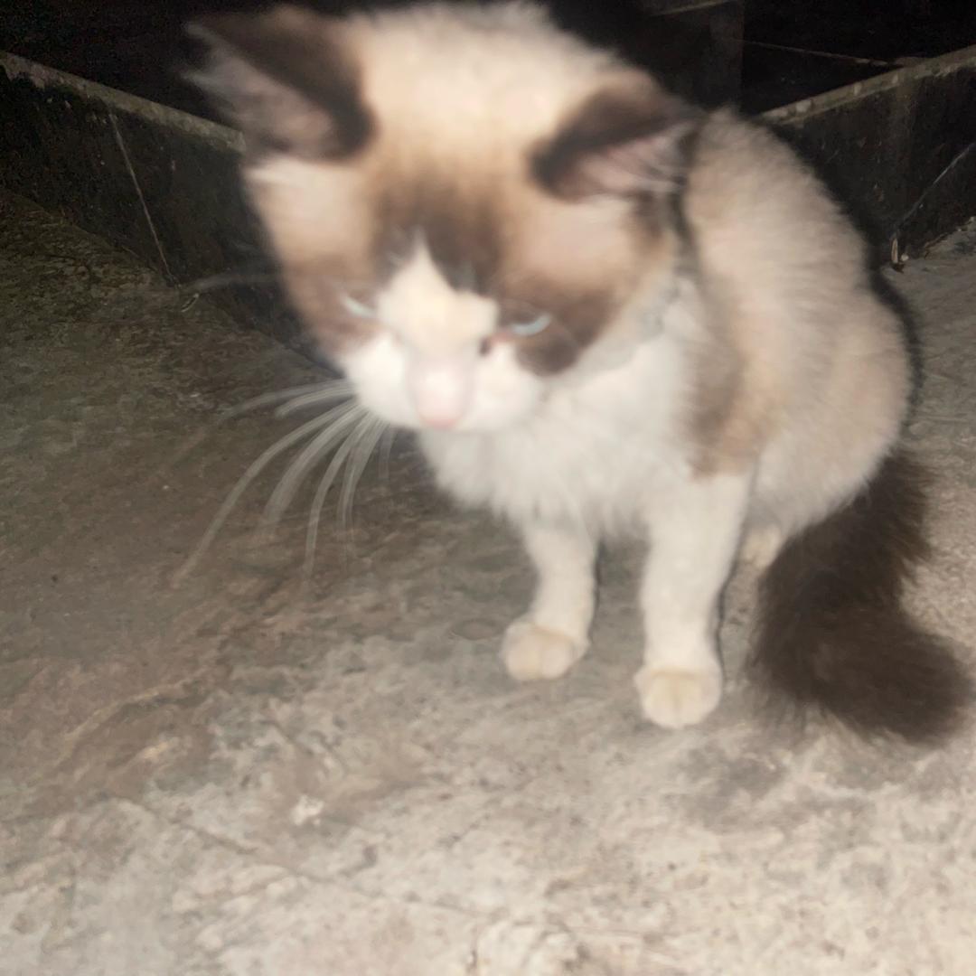 罗子君（想和贺涵在一起版）