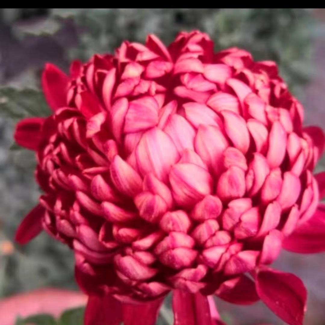 菊花小苗基地花卉