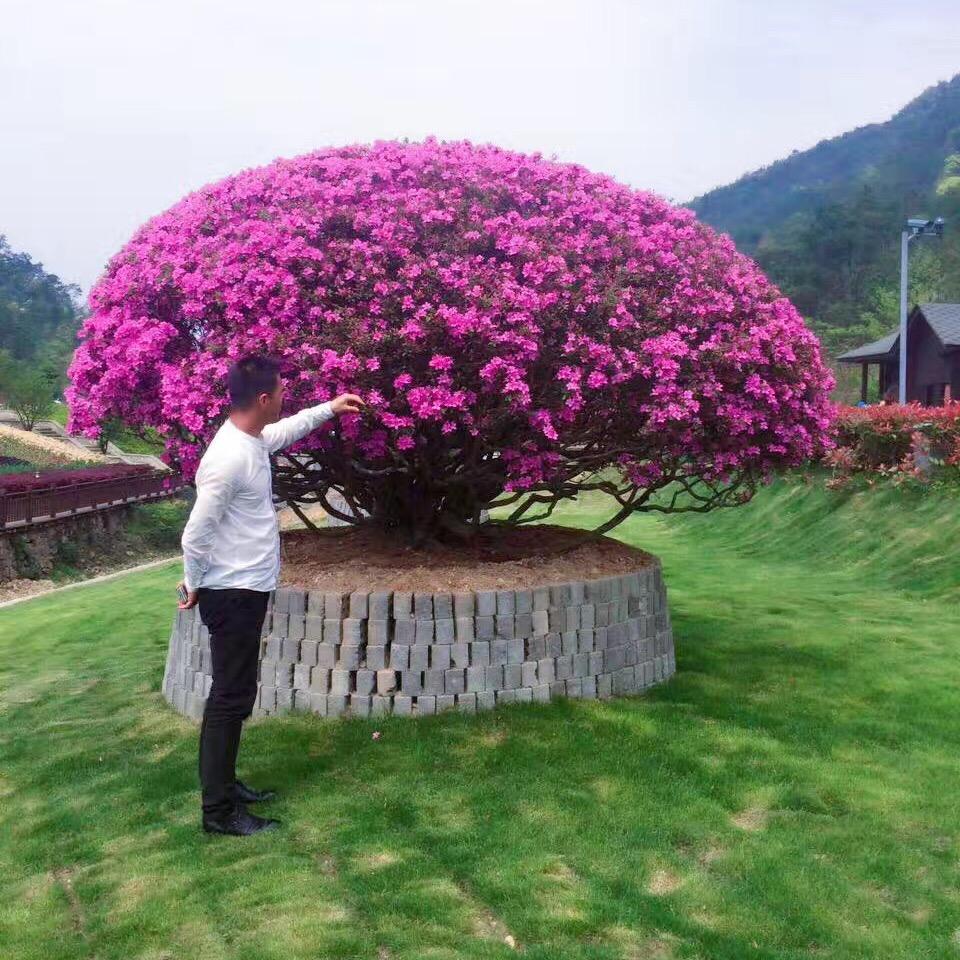 千年罗汉松