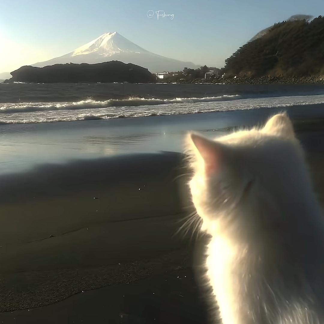 凤梨小西瓜