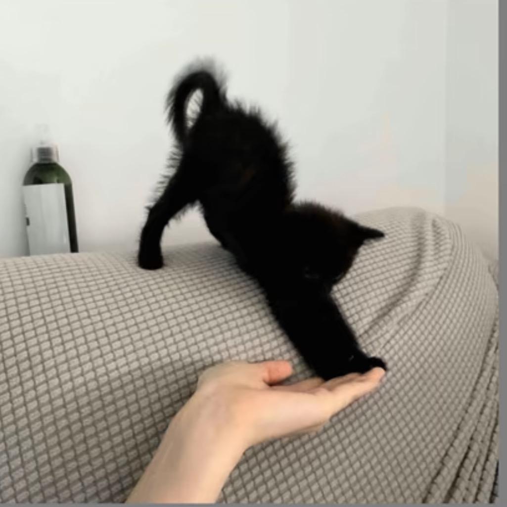 牙牙