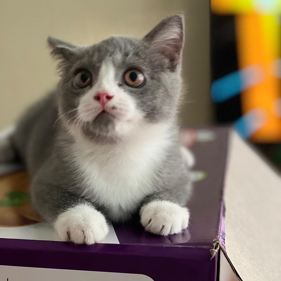 小猫是只猫呀