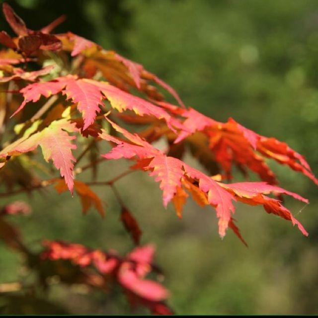 🍁驿枫