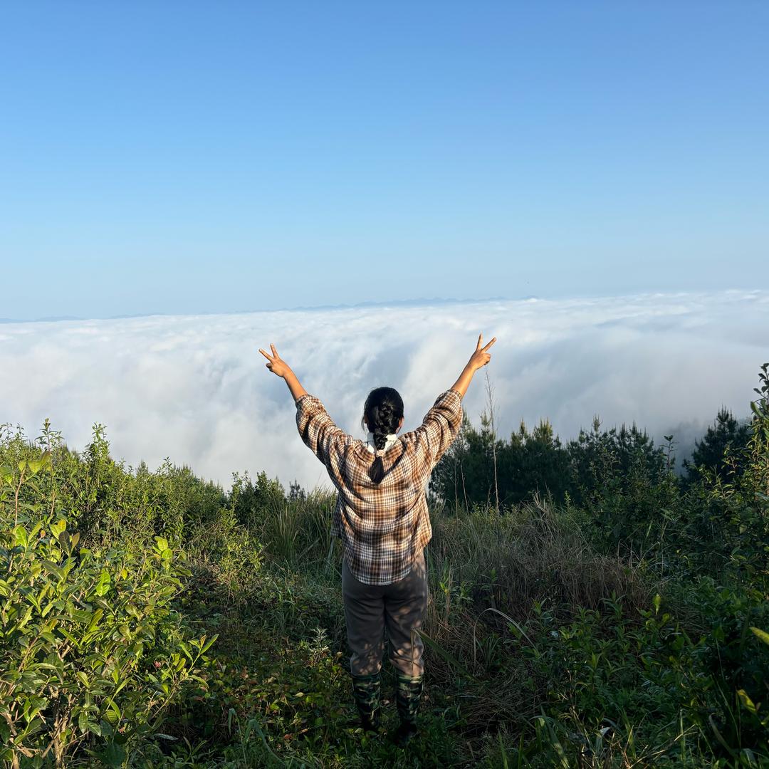 重庆山茶（善荼行）～王越