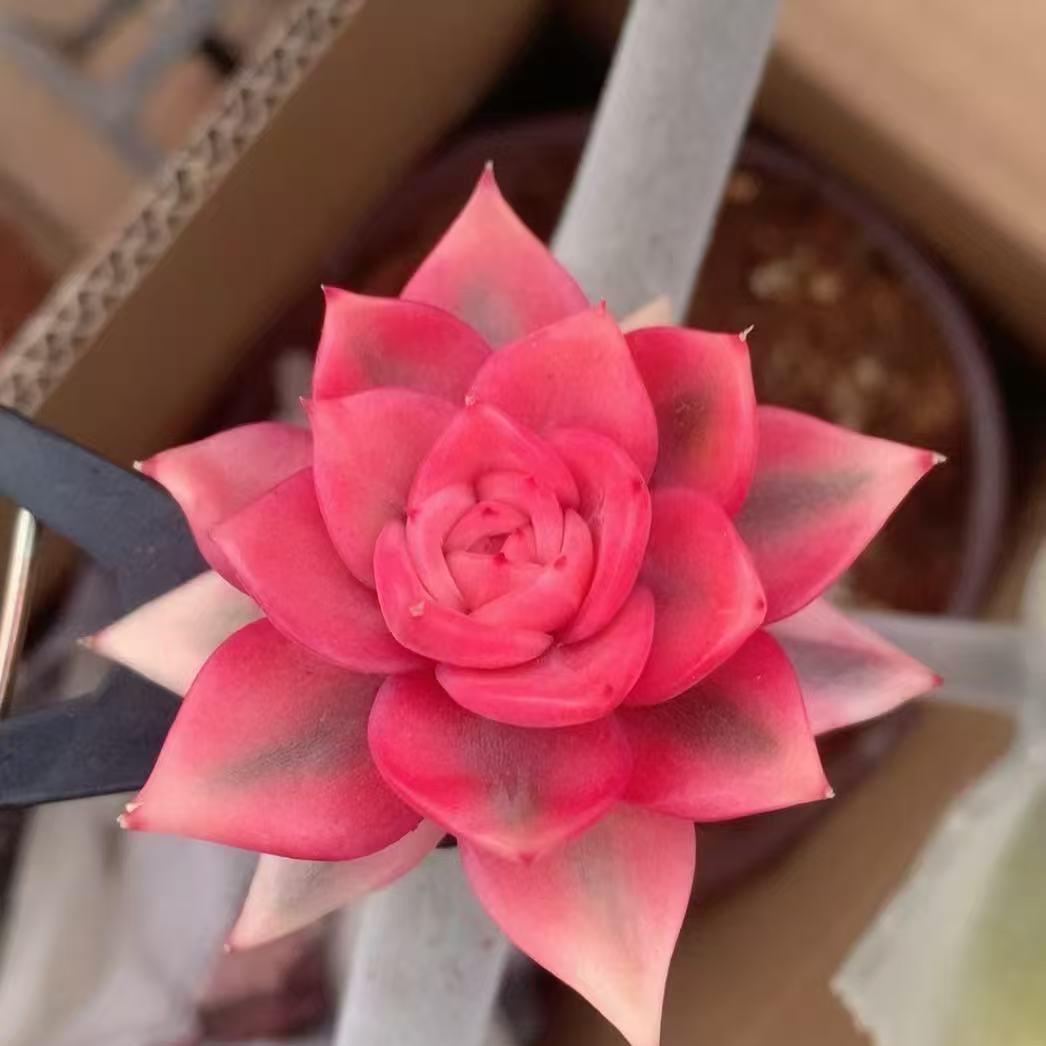 宝钰坊花卉店