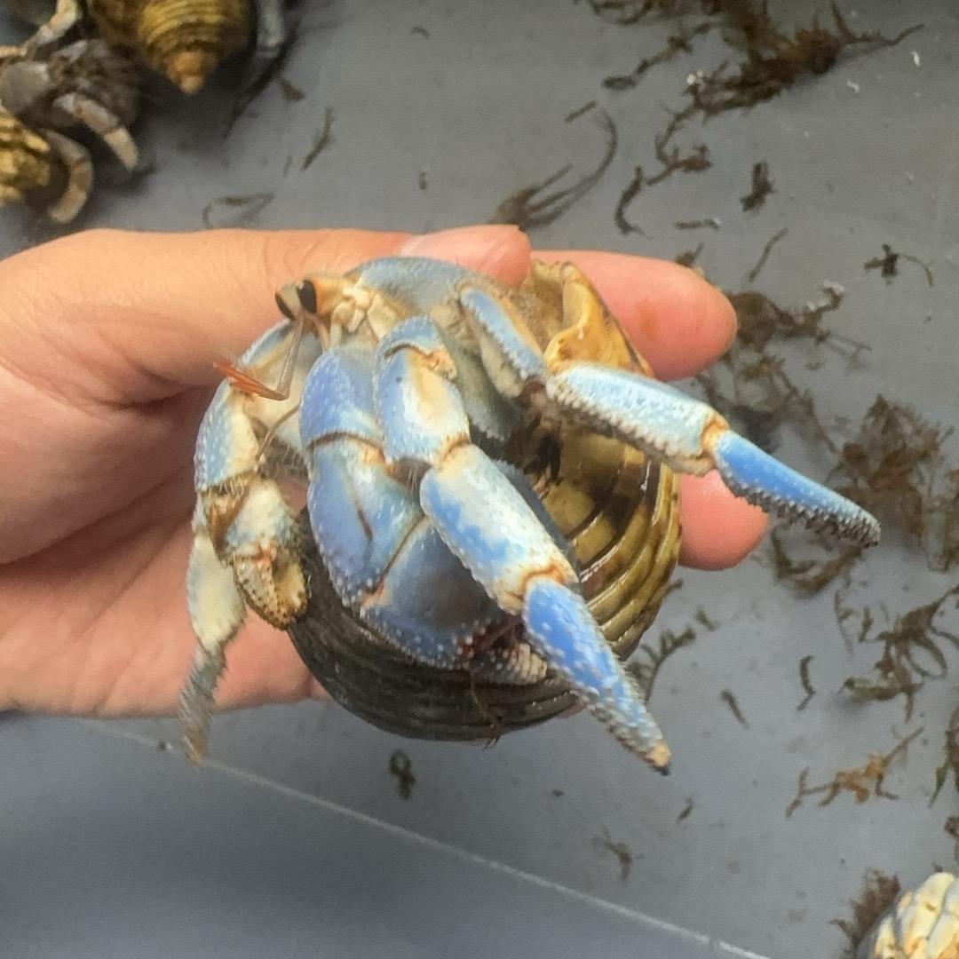 蟹蟹寄居