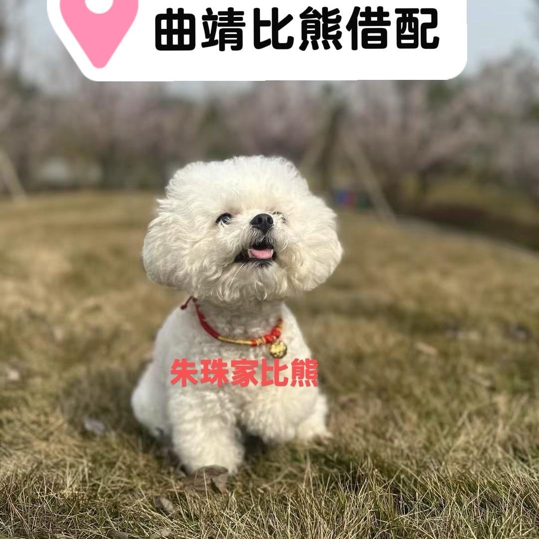 曲靖朱珠家比熊