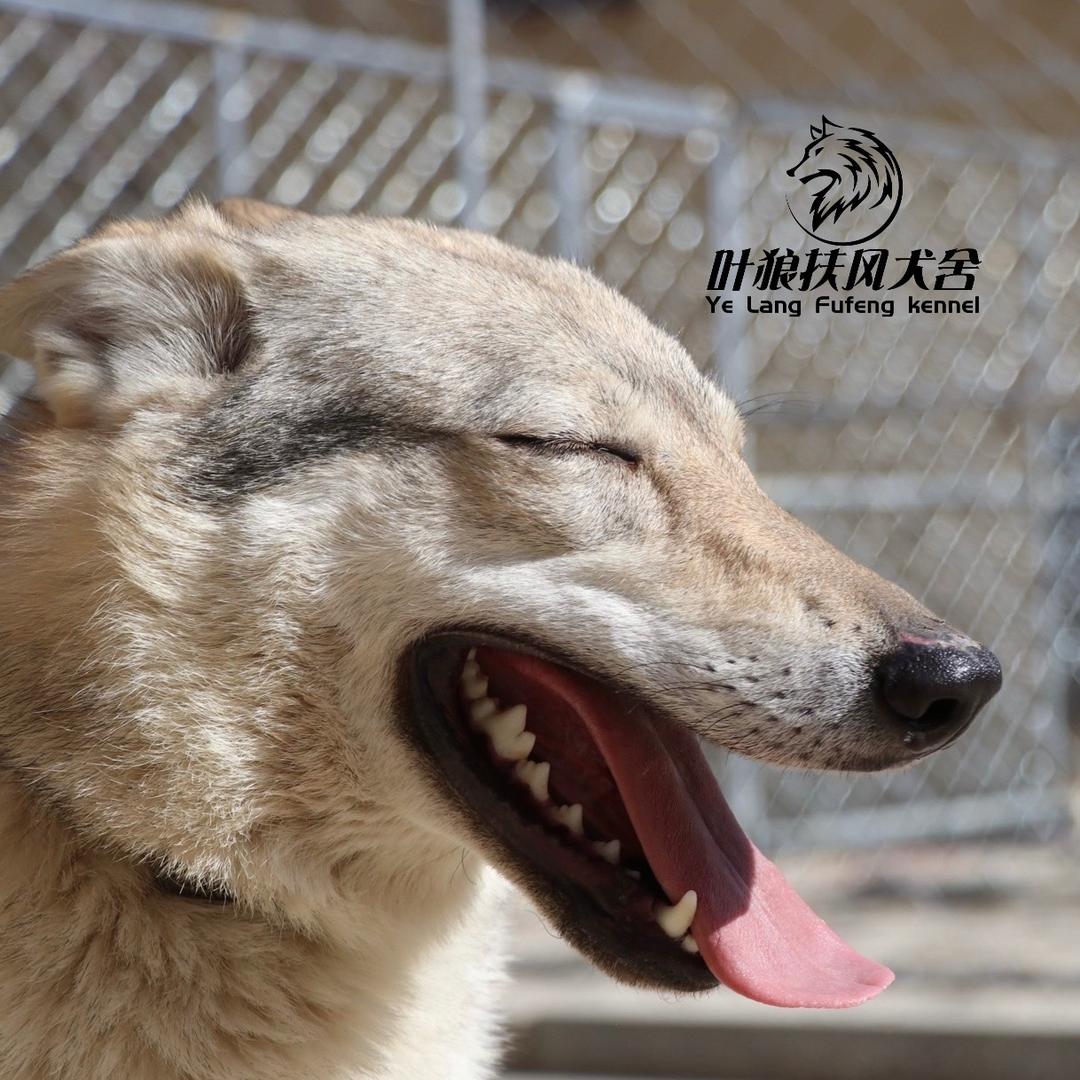 捷克狼犬-叶狼扶风犬舍