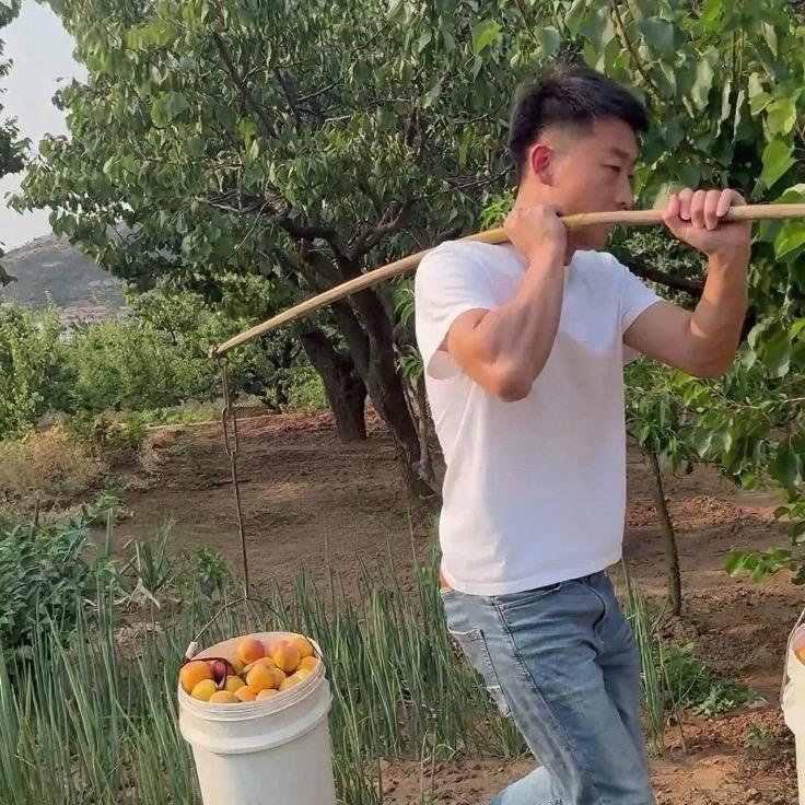 夏庄杠69西红柿-建明