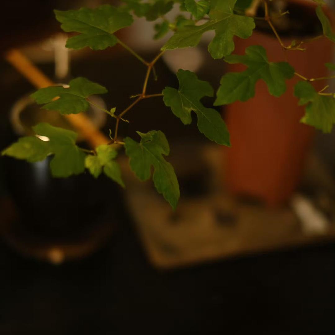 罗丽妮