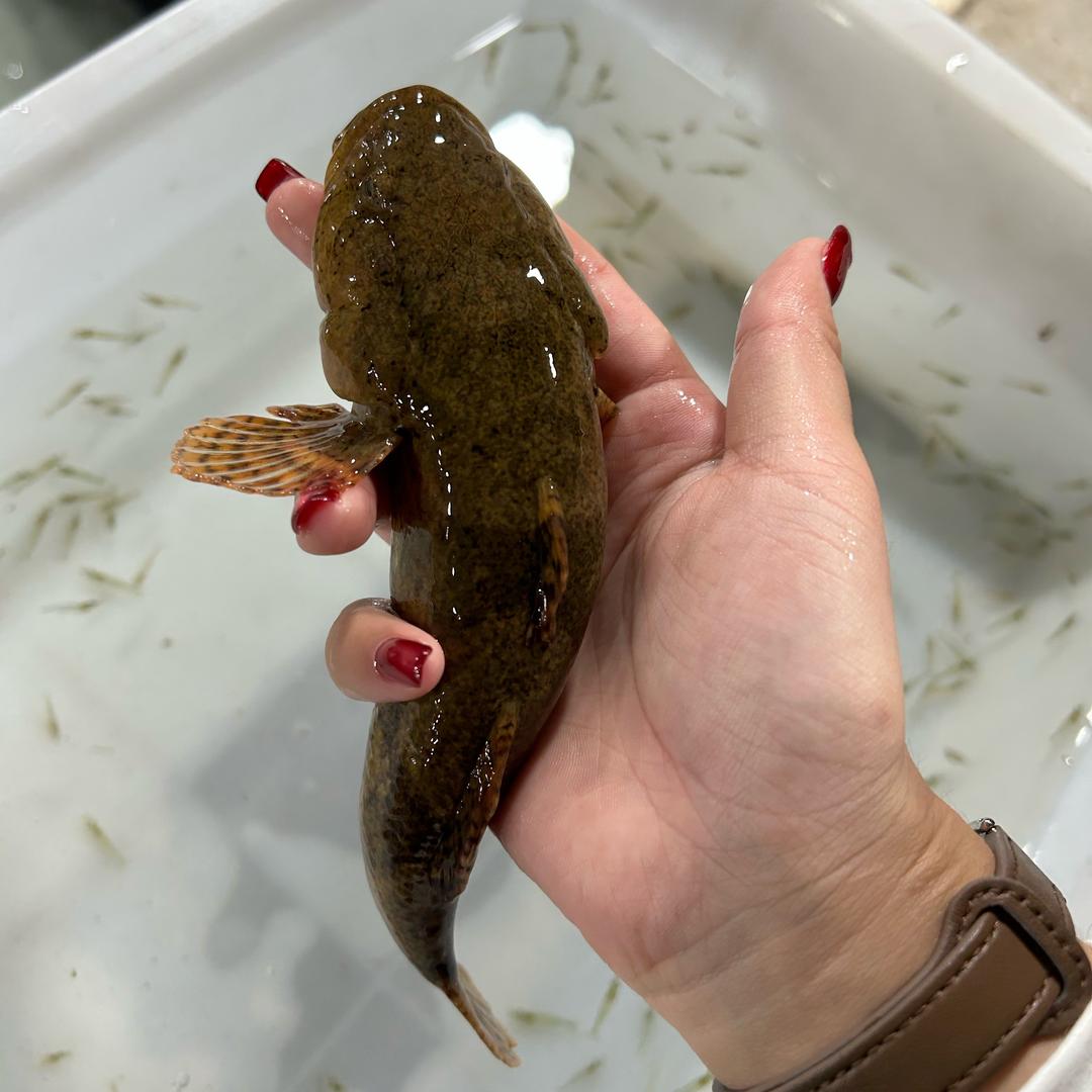 常州沙塘鳢养殖小雨