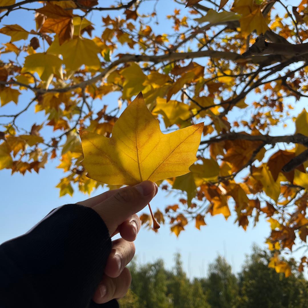 你好我是老杨。