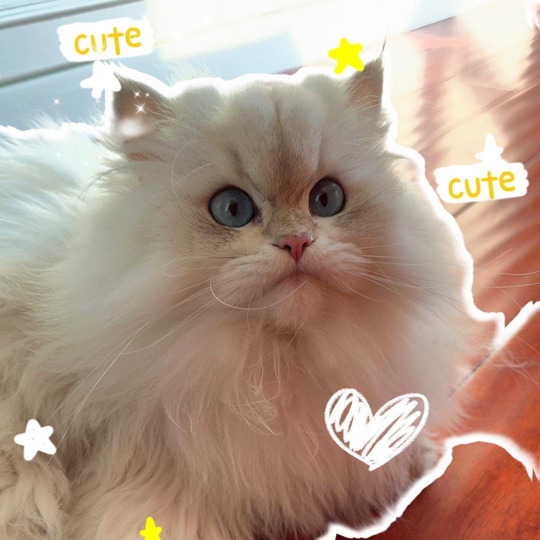 奶茶是个喵～～