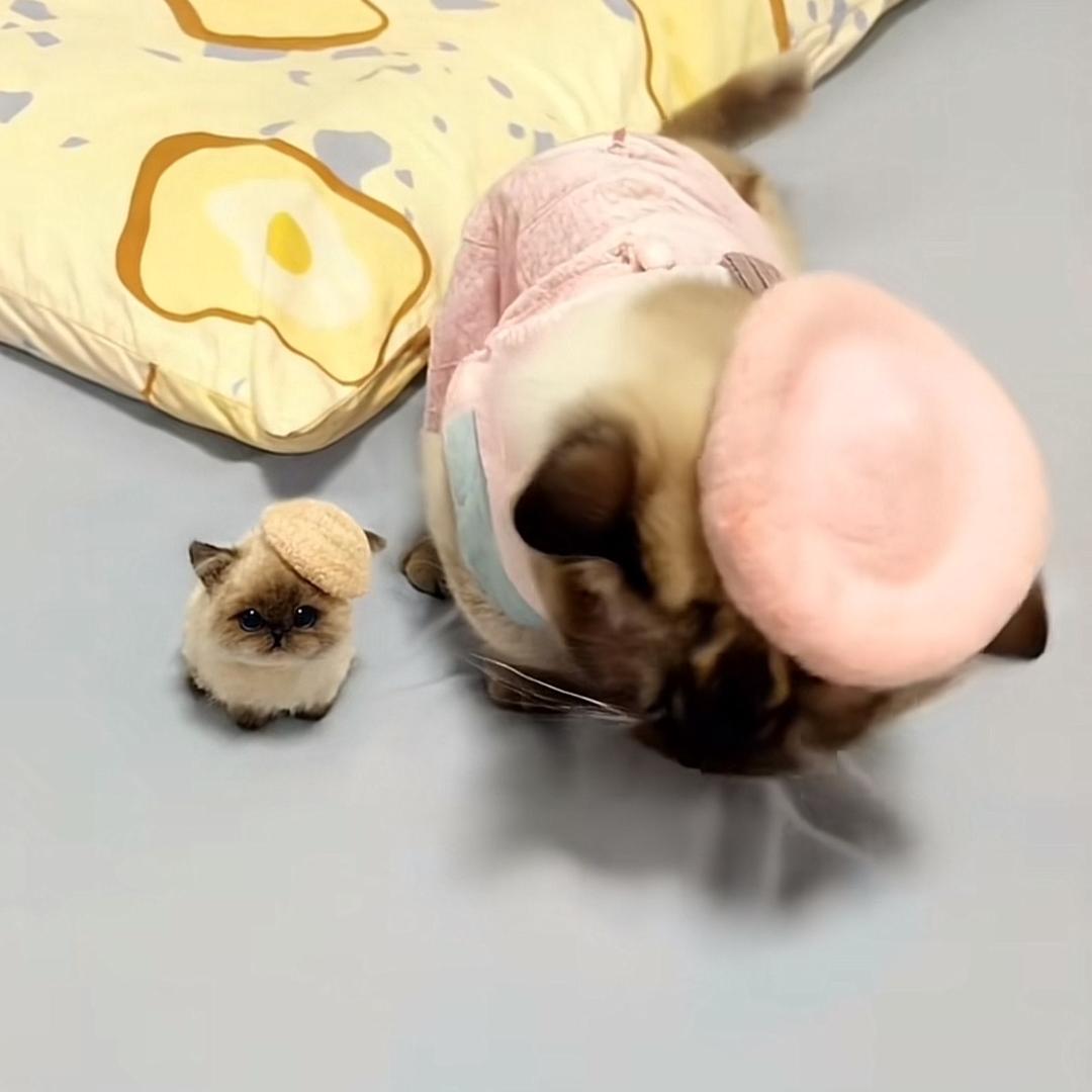 上海维娜