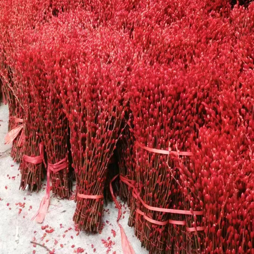 芳芳姐花卉园艺