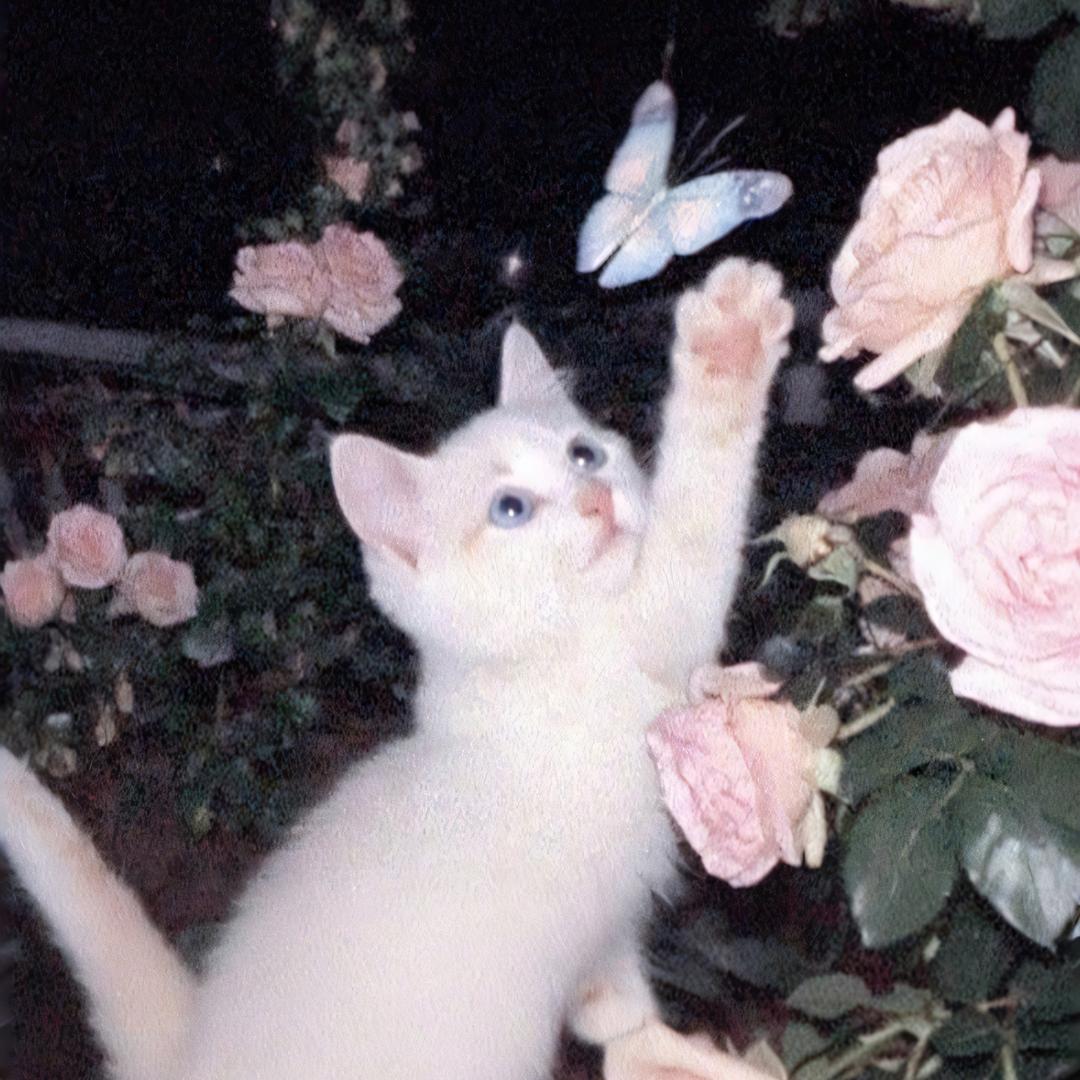 𝕸𝖔𝖔𝖓