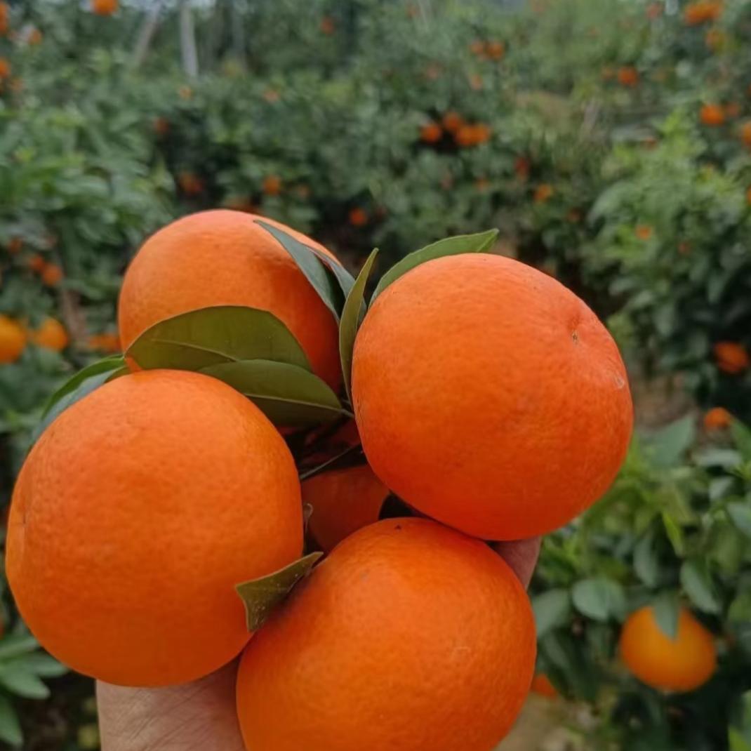 每日鲜果农产品供应链