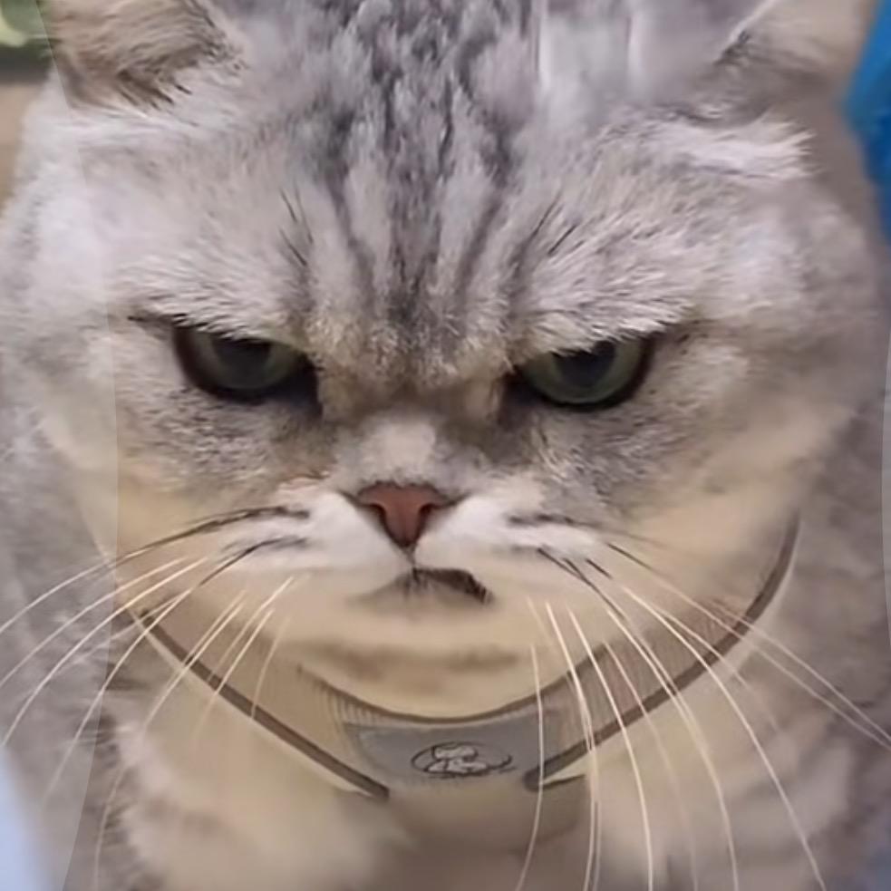 AAA波兰猫屎团子批发