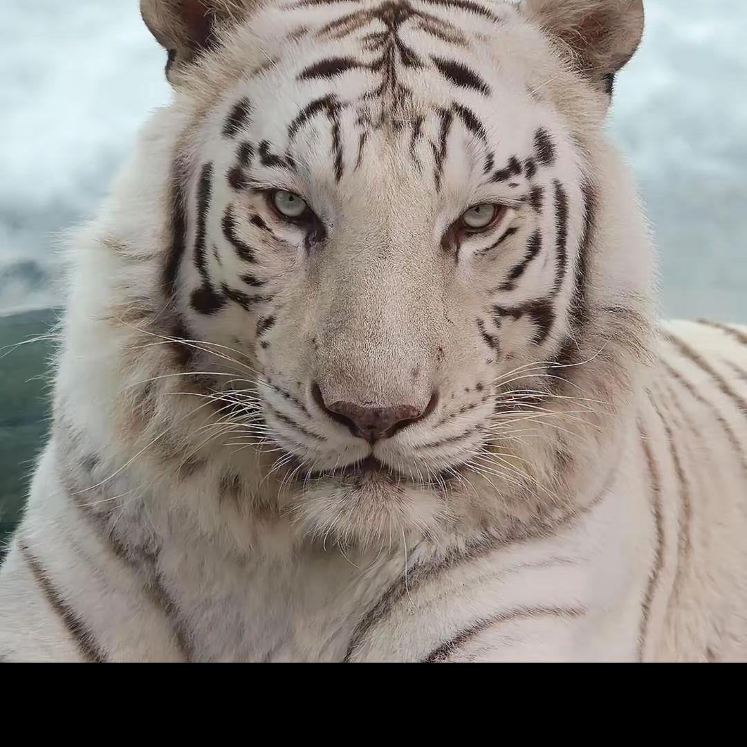 动物科普