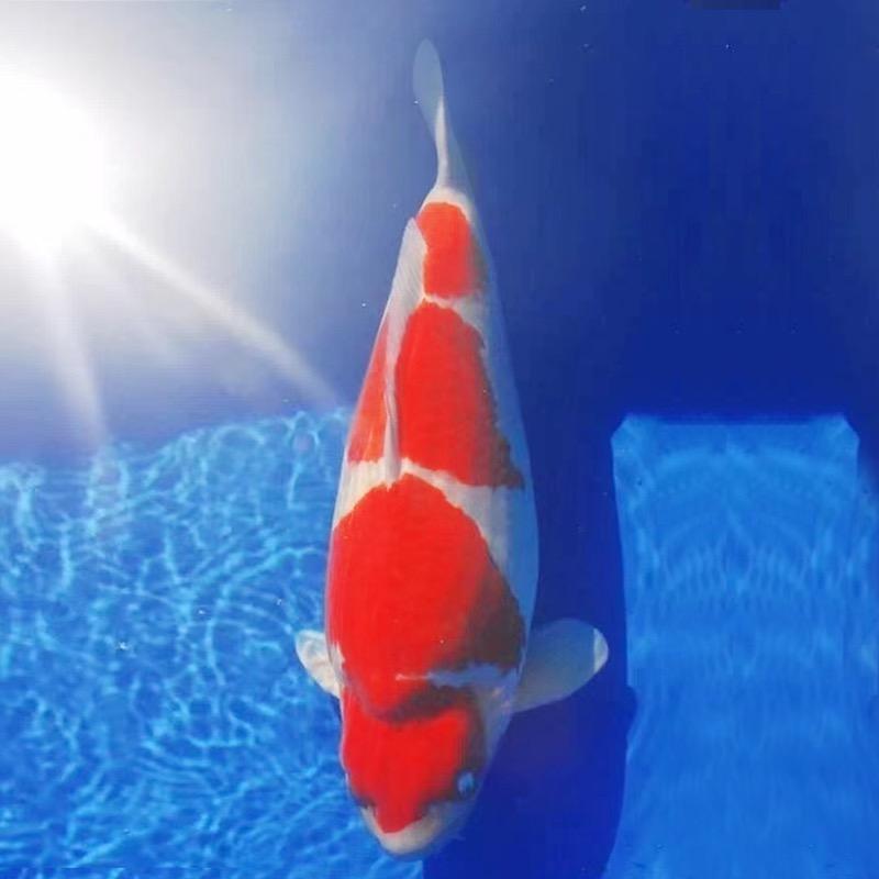添彩锦鲤